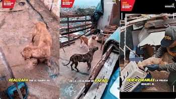 El Instituto Distrital de Protección y Bienestar Animal desmanteló criadero ilegal en San Cristóbal en Bogotá y rescató 12 bulldogs franceses