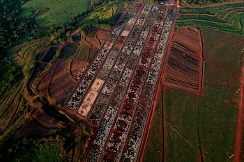Ganado en un corral de engorda manejado por el grupo Otavio Lage en Goianesia, estado Goias, Brasil, el viernes 13 de junio de 2025 (AP/Archivo)