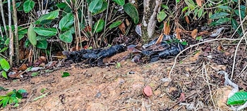 Durante la ofensiva en Catatumbo, las tropas incautaron armas largas y cortas, cartuchos y equipos de comunicación del ELN - crédito prensa Fuerzas Militares