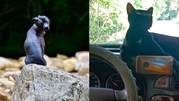 Quienes tenemos animales, sabemos el