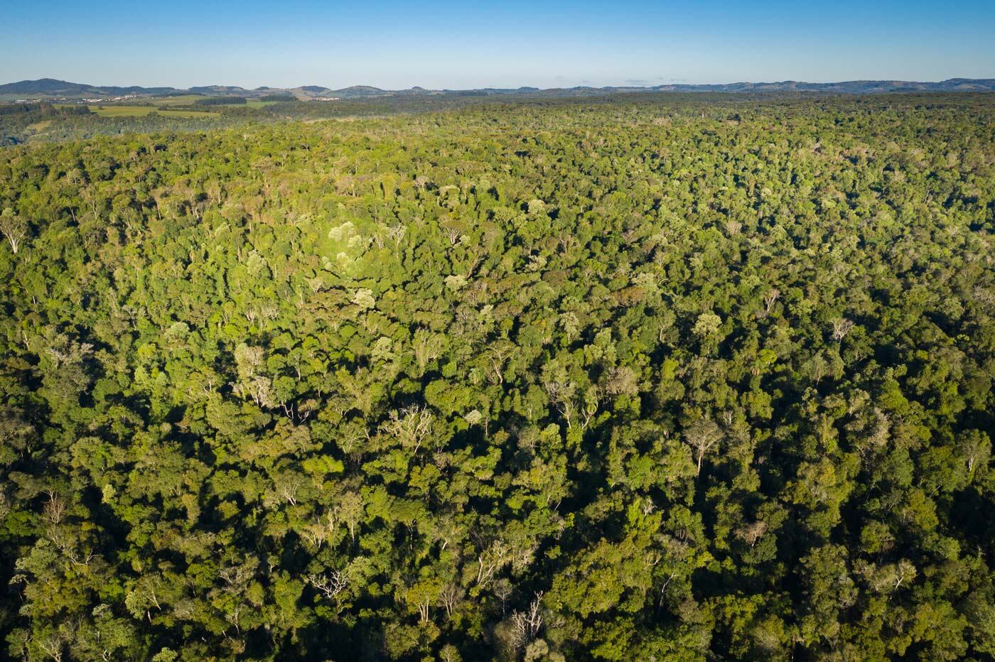 En 2050, se estima que más del 70% de la población vivirá en áreas urbanas, aumentando la relevancia de los árboles y bosques urbanos para la salud