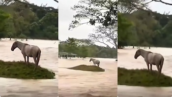 El caballo fue localizado en