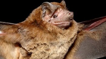 Ante la aparición de este