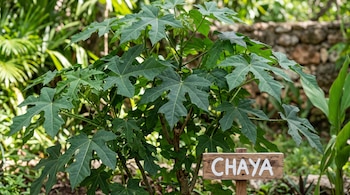 Una planta verde de hojas grandes junto a un pequeño letrero de madera en el que está escrita la palabra CHAYA.