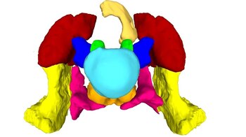 Recreación computacional de los huesos