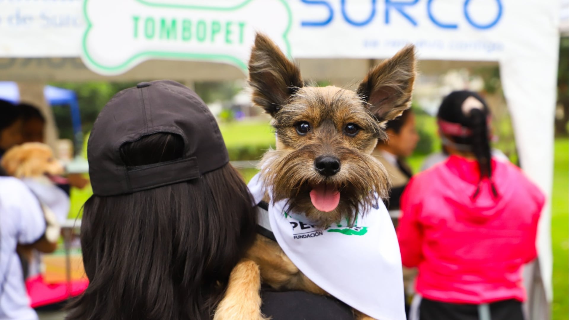 Surco impulsa campaña de esterilización para reducir abandono de mascotas este 29 de marzo. (Foto: Municipalidad de Surco)