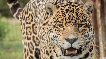 Aunque el estudio se centró