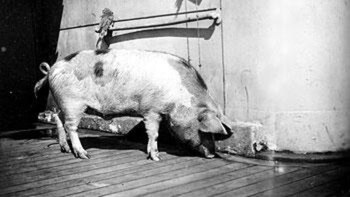 El cerdo fue el último