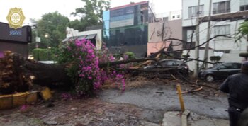 caída árbol Polanco 3 mayo 2026