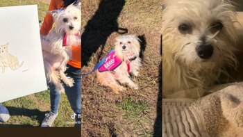 Bob es un perro mestizo