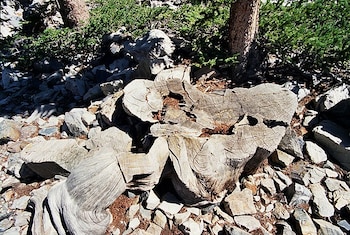 El tocón de Prometeo, en