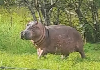 Hipopótamos - Colombia