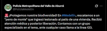 El Amva y la Policía recomendaron no manipular animales silvestres y reportar los casos por WhatsApp al 304 630 0090 o a la línea 123 - crédito @PoliciaMedellin / X