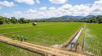 Campo de arroz dividido en parcelas con agricultores trabajando, un canal de agua y un cartel que dice Arrozal Panameño - Finca La Esperanza.