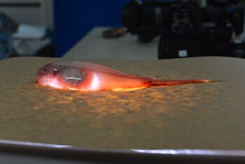 04/05/2014 Un pez caracol iluminado