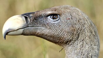 Programas comunitarios, como la plantación