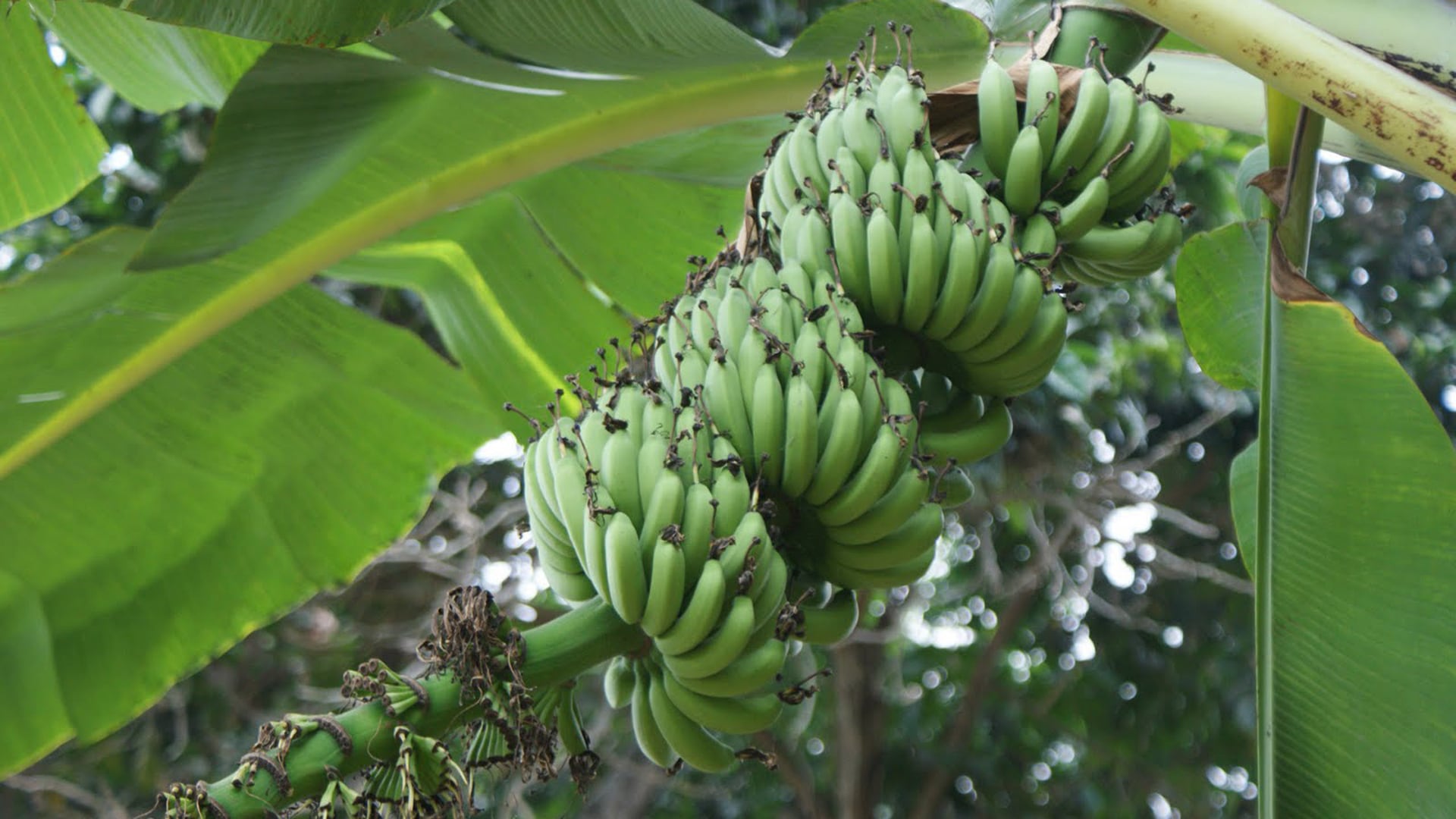 La sigatoka negra se expande con la alta humedad y el calor, reduce la fotosíntesis del banano y compromete la calidad de exportación.