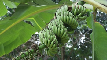 La sigatoka negra se expande con la alta humedad y el calor, reduce la fotosíntesis del banano y compromete la calidad de exportación.