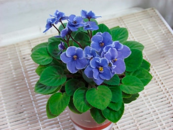 La violeta africana florece todo