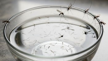 Panamá alcanza los 3,000 casos de dengue mientras crece la incidencia entre los más jóvenes