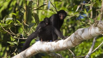 Una madre mono araña con