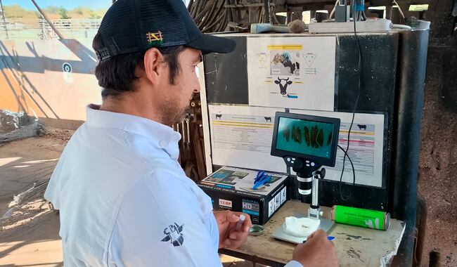 El gusano barrenador del ganado es considerado una de las plagas de mayor riesgo para la producción pecuaria nacional. (Foto: Senasica)