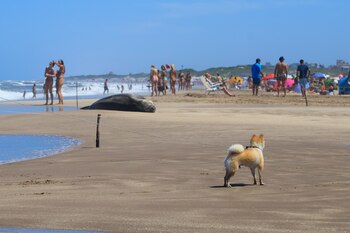 Una de las indicaciones es