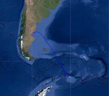 La travesía reveló una posible nueva ruta migratoria en el Atlántico Sur (FUNDACIÓN REWILDING ARGENTINA)