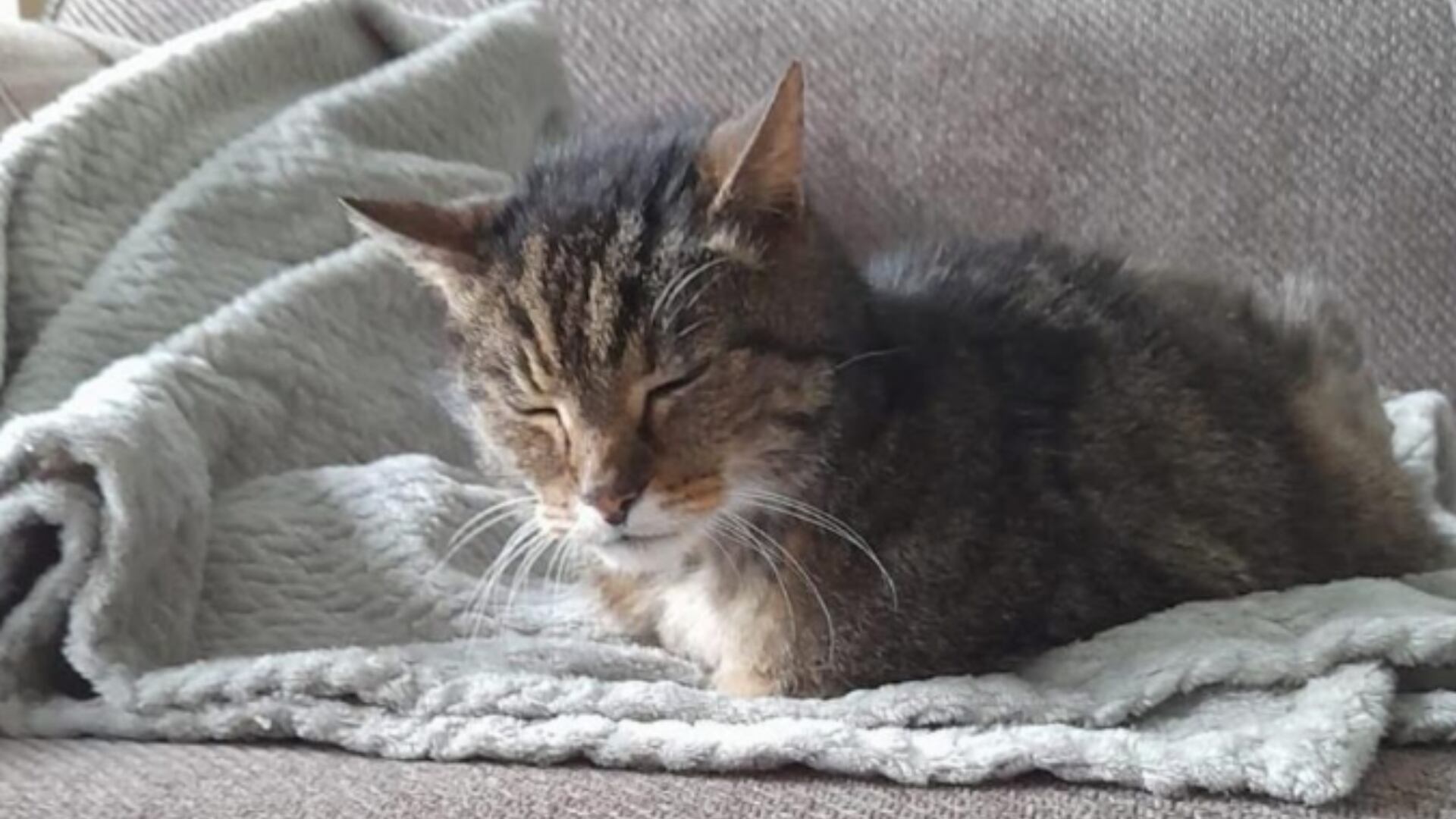 El inesperado inquilino de la central eléctrica más grande del Reino Unido (@rspca_official)