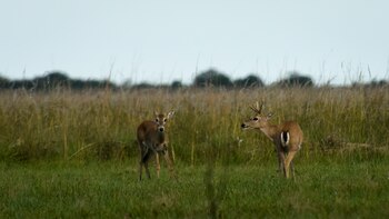 Poco a poco, las especies