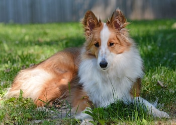 En el allanamiento también se