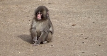 La reintegración de Punch con