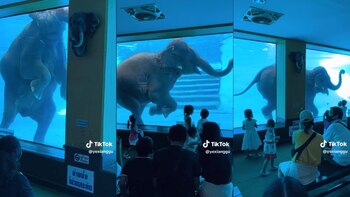 El elefante causó sensación en