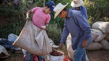 Honduras rompe récord de exportación de café y prevé ingresos históricos