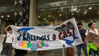Organizaciones frenan gasera que amenaza ballenas del Golfo de California: juez ordena revisar falta de transparencia en impacto ambiental