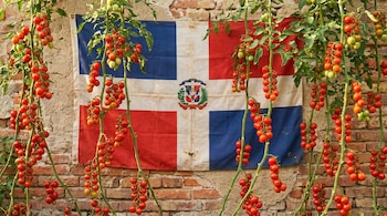 Plantas de tomate cherry con numerosos frutos rojos y algunos verdes cuelgan frente a una bandera de la República Dominicana, sobre una pared de ladrillos.