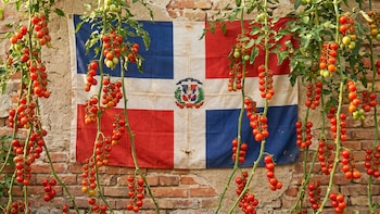 Exportaciones de tomate cherry dominicano a Estados Unidos superan 17 millones de libras año y medio