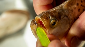 La profundidad del agua aparece como el factor principal que ordena la comunidad de peces del estuario (CONICET/ Rayelen Baridon)