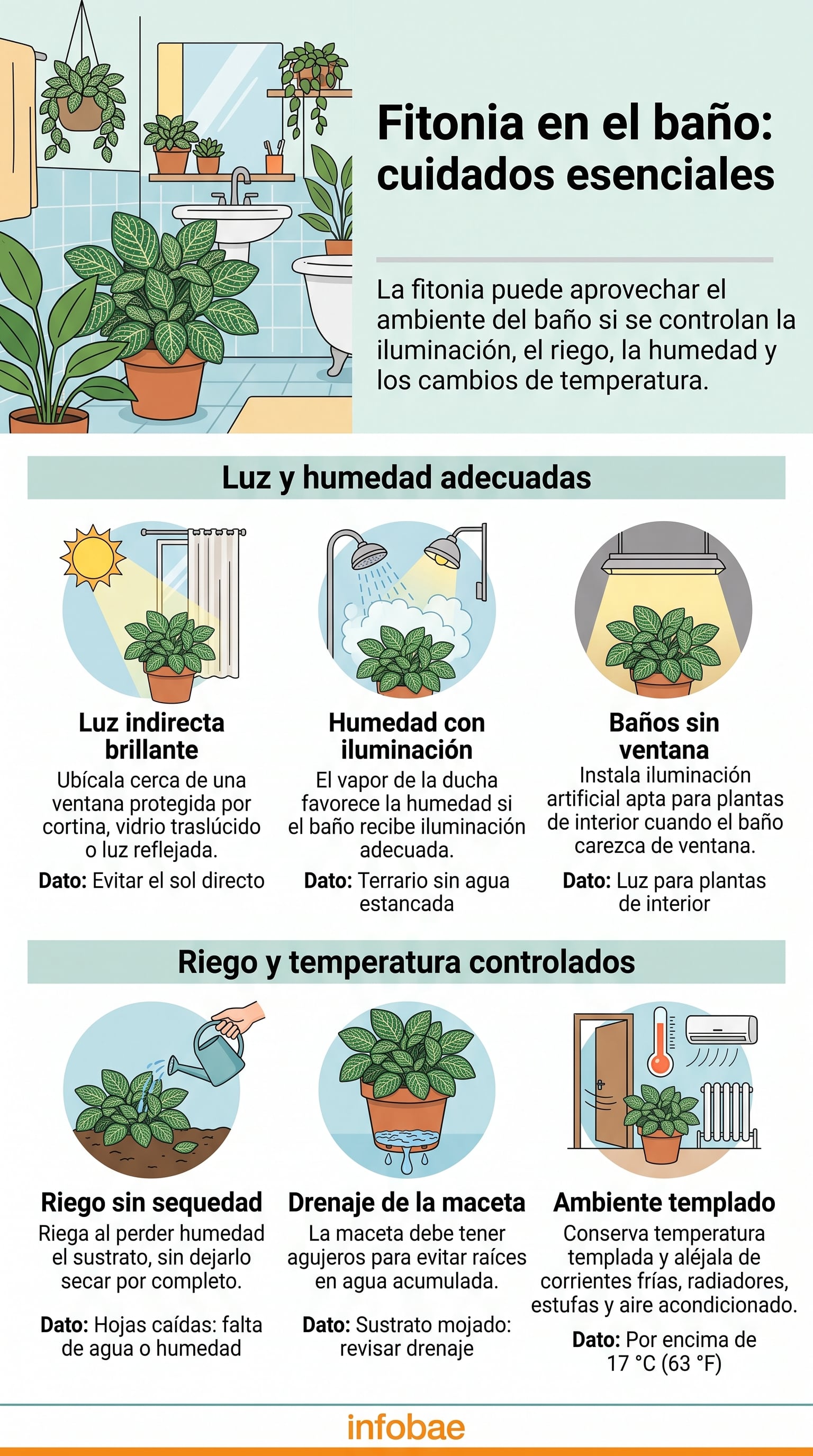 Guía sobre los cuidados esenciales para mantener una fitonia en el baño. (Imagen Ilustrativa Infobae)