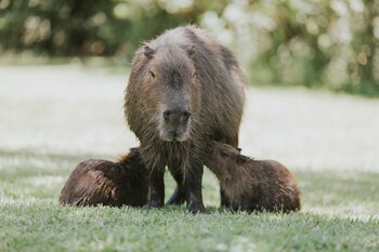 Los Esteros del Iberá, un