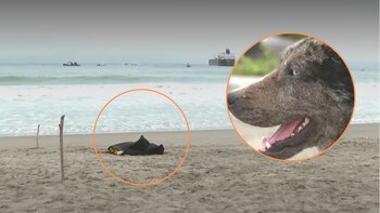 Hallan cadáver de una mujer