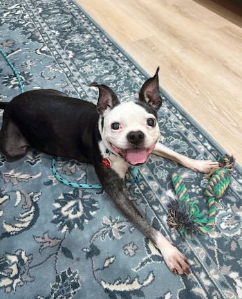 El reencuentro entre Shelton y su perra Baeya, una Boston Terrier robada en el verano de 2022, se produjo el lunes 30 de marzo de 2026 en California. Foto: Instagram @wagsandwalks