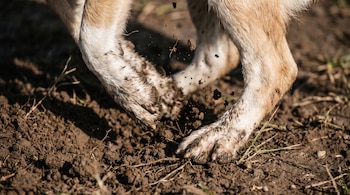 Patas traseras de un perro con pelaje beige y blanco rascando tierra húmeda. Se observan fragmentos de tierra, pasto y raíces en el aire.