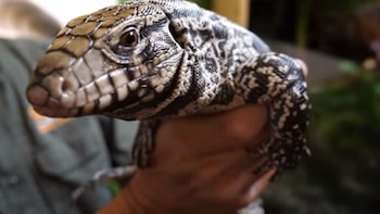 Este reptil representa un peligro