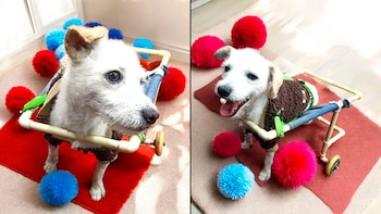 Adopta un ángel establece un