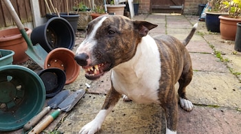 Un Bull Terrier atigrado y blanco con expresión agresiva, mostrando los dientes, de pie en un patio adoquinado con macetas y herramientas de jardín.