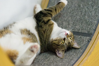Gato de pelaje atigrado y blanco recostado boca arriba sobre una alfombra gris con las patas hacia arriba