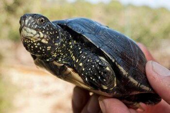 El pasado 29 de marzo,