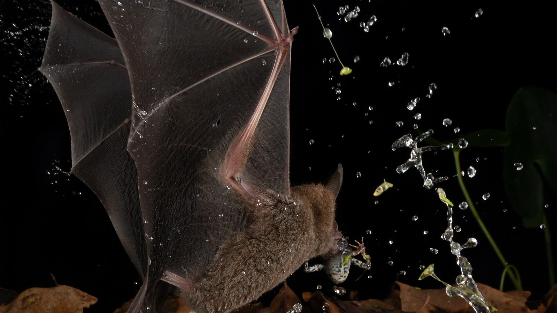 El estudio publicado en Current Biology muestra que el murciélago de labios con flecos logra tasas de éxito alimenticio superiores al león y al leopardo.