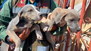 Autoridades en Ciudad Juárez rescatan
